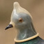 Kolobrio Condomiro