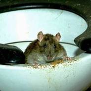 toilet rat