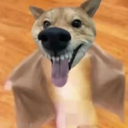 宝宝巴士50+严查