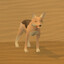 Jackal