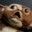 Gizmo
