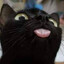 Dummy Cat