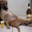 DOG DO LITRAO DE SKOL