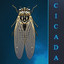 Cicada