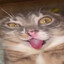 Azot