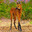 Maned wolf