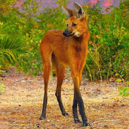 Maned wolf