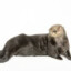 Sea Otter