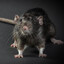 Rat