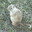 gopher