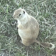 gopher