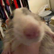 RataToi