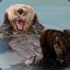 MisterOtter