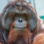 Orangutan