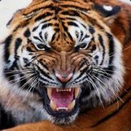 Nytrix