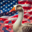 America Gooses