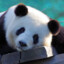 CleverPanda