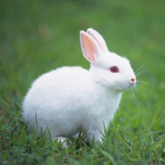 white bunny