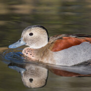 Ringed teal