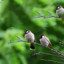 Borb