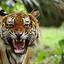 mr_tiger007