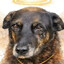 Cachorro orelha