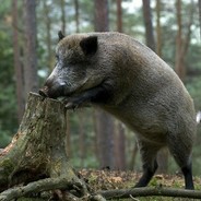 Пожилой Кабан