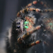 Urethra - (Taylor's Version)