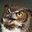 SOwl