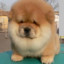 Chairman_ChowChow