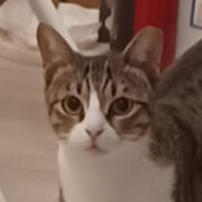 petersonyip avatar