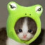 cat-o-frog