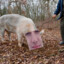 Truffle Hog