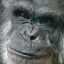 The Monkey