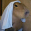 Cheeky Capybara