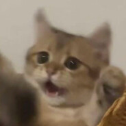 为什么不问问神奇的小嚼