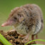 Shrew