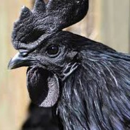El Gallo