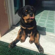 RottWelliaZ
