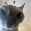 Katze