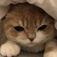 notokey:( - steam id 76561198816349189