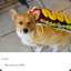 Corgi In a hotdog