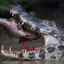 Crocodil