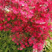 飞扬跋扈（李阿姨）