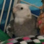 MaxTheBird