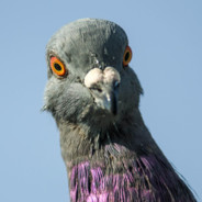 TimoThiii