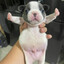 Pibble