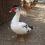 pato de rancho