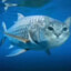 cat~0~fish
