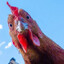 ChickenRun